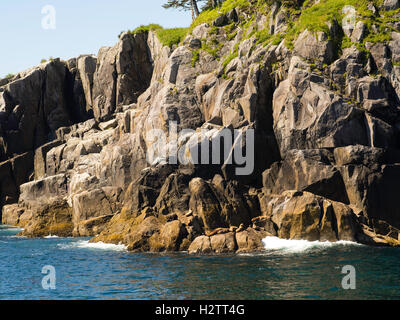 Steller Seelöwen (Eumetopias Jubatus) Sonnen auf den Felsen, Kenai Fjords National Park, südlich von Seward, Alaska. Stockfoto