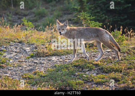 Junge skinny Kojoten im alpinen Wiese in Glacier Nationalpark Stockfoto
