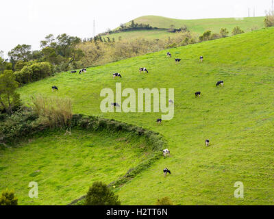 Sechzehn Holstein Kühe auf einer grünen Weide. Eine verstreute Herde von Schwarz und weiß Kühe Feeds auf eine helle grüne Weide. Stockfoto