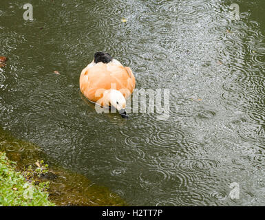 Ente im Regen. Weiß und Tan Ente Futter für Lebensmittel in einem Teich, gesprenkelt mit Regentropfen. Stockfoto