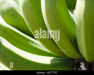 Nahaufnahme der Unreife Bananen wachsen. Detail einer großen Hand der kleinen Bananen Reifen in einem Wirtschaftsinstrument Banane Hain. Stockfoto