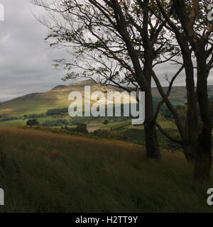 Tatarstans und "der einsame Baum" von Kauen Stück Plantage, Dovestone Reservoir, Greenfield Stockfoto