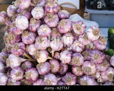 Anzeige der violette Knoblauch. Eine große aufgetürmt ordentlich Anzeige von Knoblauch in einen Markt Anbieter Stand auf dem Ottawa Bauernmarkt. Stockfoto