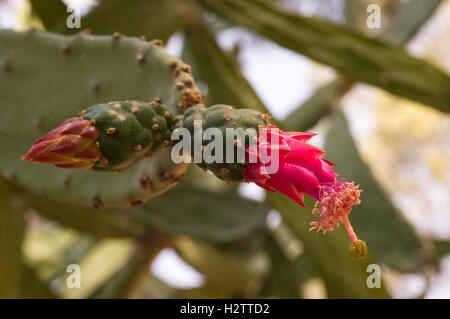 Blume von Opuntia cochenillifera Stockfoto