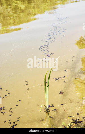 Gruppe von Kaulquappen in den See. Schönheit in der Natur. Larvenstadium. Vertikale Zusammensetzung. Stockfoto