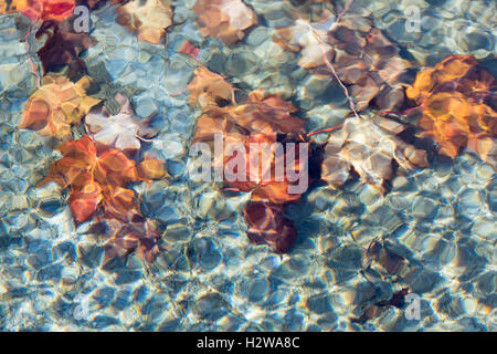 Ahornblätter unter Wasser. Stockfoto