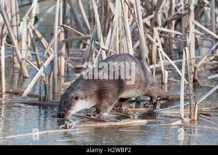 Fischotter-Lutra Lutra unter Schilf auf Eis. Winter. UK Stockfoto