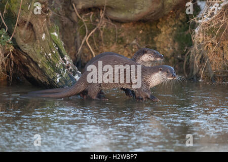 Paar der Fischotter-Lutra Lutra auf Eis. UK Stockfoto