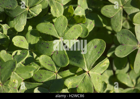 Nahaufnahme einer Gruppe von Klee Blätter grüne. Stockfoto