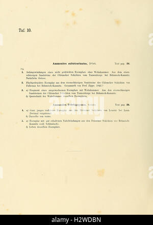 Die vorliegende Arbeit beschreibt Kopffüßer in der Böhmischen Kreideformation, wobei deren Morphologie und paläontologische Bedeutung im Mittelpunkt steht. Stockfoto