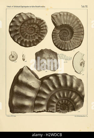 Diese Arbeit zeigt detaillierte Abbildungen von Kopffüßern aus der Böhmischen Kreideformation, wobei deren Anatomie, Klassifizierung und Fossilisierung im Mittelpunkt stehen. Stockfoto