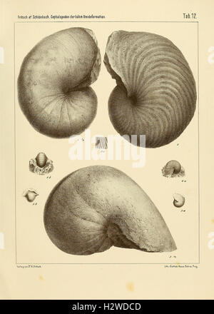 Diese Arbeit stellt eine detaillierte Untersuchung von Kopffüßern aus der böhmischen Kreideformation vor. Es enthält Illustrationen und Beschreibungen verschiedener Kopffüßarten, die einen Einblick in die prähistorische Unterwasserwelt der Kreidezeit geben. Stockfoto