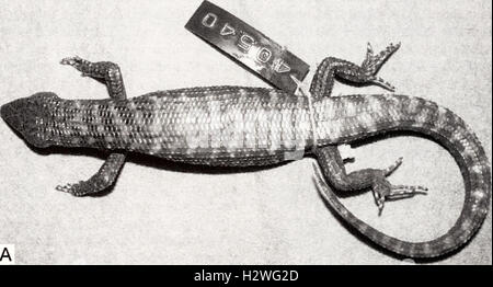 Aktuelle Herpetologie (2002) (2019367 Stockfoto