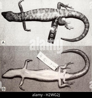 Aktuelle Herpetologie (2002) (2080518 Stockfoto