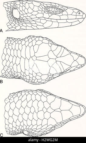 Aktuelle Herpetologie (2002) (2082170 Stockfoto