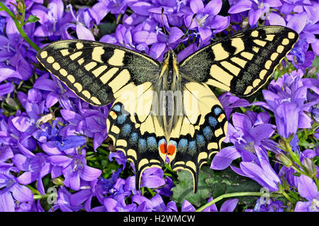 Englischen Schwalbenschwanz Schmetterling auf lila Blüten (Papilio Machaon Britannicus) Stockfoto
