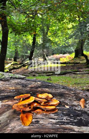 Pilze auf Baumstumpf Stockfoto