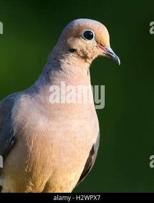 Mourning Dove Stockfoto