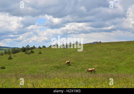 Weide mit zwei grasende Kühe auf Zlatibor Berg in Serbien Stockfoto