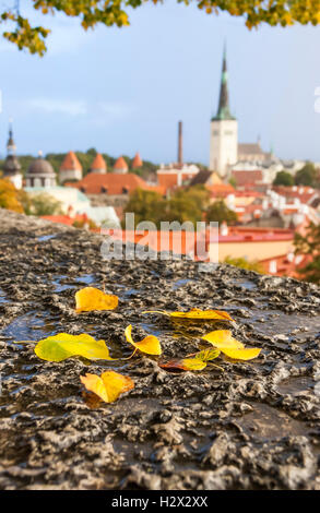 Gelbes Herbstlaub vor der Altstadt von Tallinn, Estland Stockfoto