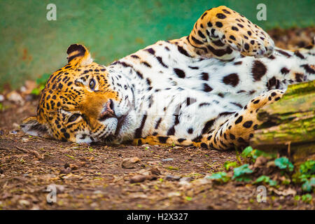 Öl gemalt Leopard liegt am Boden Stockfoto