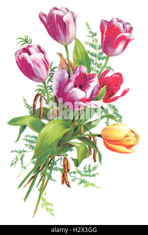 Edwardian Farbe Abbildung ein Bouquet von roten, violetten und gelben Tulpen. Stockfoto