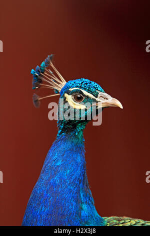 Indische Pfau, Pavo Cristatus, Cape kann County Zoo, New Jersey, NJ, USA Stockfoto