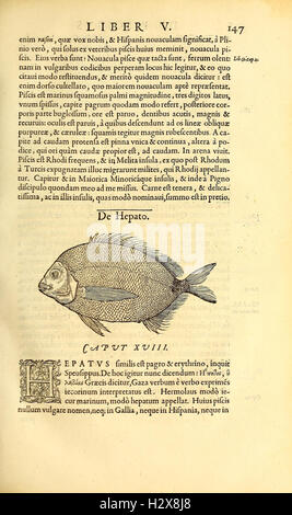 Gvlielmi Rondeletii... Libri de Piscibus Marinis (Seite 147) BHL417 Stockfoto