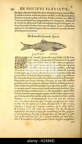 Gvlielmi Rondeletii... Libri de Piscibus Marinis (Seite 192) BHL417 Stockfoto