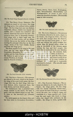 Diese Seite von „an Illustrated Natural History of British Butterflies and Moths“ bietet detaillierte Darstellungen und Beschreibungen von Schmetterlings- und Mottenarten in Großbritannien, einschließlich Informationen über deren Lebenszyklus, Lebensräume und Besonderheiten. Stockfoto