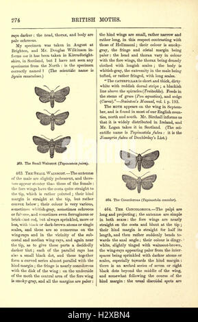 Diese Seite von „Illustrated Natural History of British Butterflies and Moths“ bietet detaillierte Darstellungen britischer Schmetterlings- und Mottenarten, einschließlich ihrer physischen Merkmale, Lebensräume und ihres Verhaltens, was zur Erforschung der Schmetterlinge beiträgt. Stockfoto
