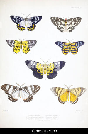 Dieses Schild, PL. XIV. Zeigt Illustrationen typischer Exemplare von Lepidoptera Heterocera, einer Gruppe von Falter, aus der Sammlung des British Museum. Es zeigt detaillierte Darstellungen dieser Arten für wissenschaftliche Studien. Stockfoto