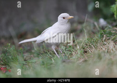 Ein Londoner Fotograf hat eine extrem seltene Sichtung ein Albino-Amsel auf London Southbank vor der Kamera eingefangen. Albinismus beschreibt Vögel, in denen einige oder alle der normale Pigmentierung fehlt. Es wird in den meisten Fällen vererbt, sondern durch Oth verursacht werden können Stockfoto