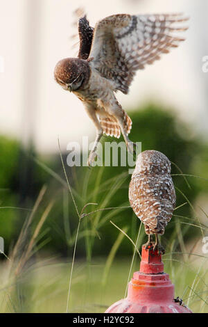 Kanincheneule (Athene Cunicularia Floridana) fliegen im Landeanflug auf Hydranten, Cape Coral, Florida, USA Stockfoto