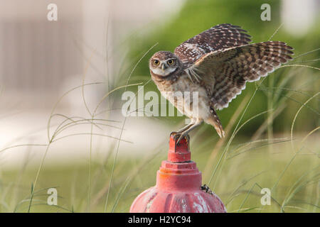 Kanincheneule (Athene Cunicularia Floridana) auf Hydranten mit offenen Flügeln, Cape Coral, Florida, USA Stockfoto