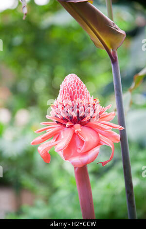 tropischen rosa Blume benannt Etlingera Elatior, bekannt als Fackel Ingwer, Combrang, Bunga Kantan, Philippine Wachs Blume, Xiang Bao ji Stockfoto
