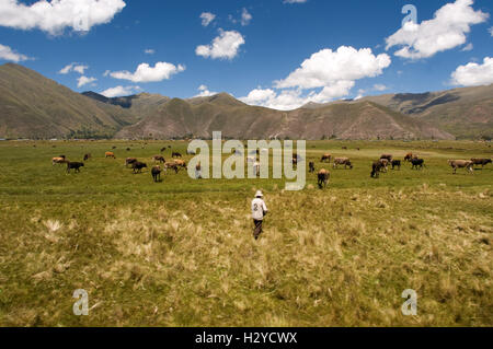 Peruanischen Altiplano Landschaft im Orient-Express verläuft zwischen Cuzco und Puno Andean Explorer Zug aus gesehen. Altipl Stockfoto