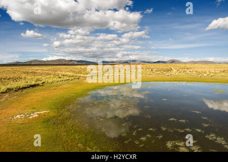 Peruanischen Altiplano Landschaft im Orient-Express verläuft zwischen Cuzco und Puno Andean Explorer Zug aus gesehen. Altipl Stockfoto