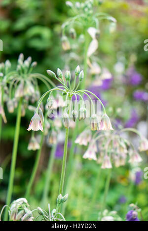 Allium Bulgaricum (Nectaroscordum Siculum) Stockfoto