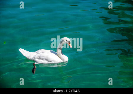 Schwan im Fluss Thiou in Altstadt von Annecy, Haute-Savoie-Abteilung, die Region Rhône-Alpes, Frankreich Stockfoto