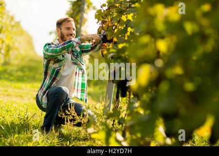 Feldhäcksler schneiden Trauben im Weinberg Zeilen Stockfoto