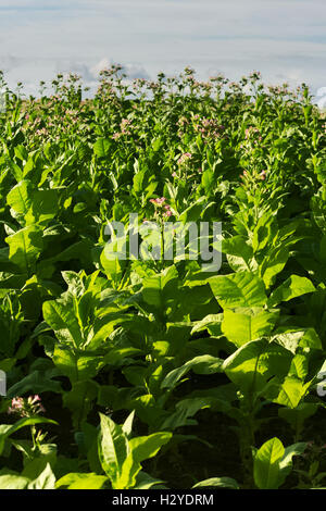 Virginia Tabak (Brightleaf Tabak) Pflanzen wachsen auf Plantage in Woznawies, Provinz Podlaskie, Nordost-Polen. Stockfoto