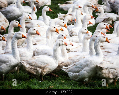 Freilaufende Gänse auf einer Geflügelfarm. Stockfoto