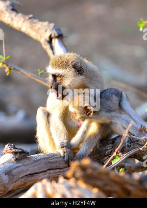 Mutter und verspieltes Baby Vervet Affe sitzt auf einem Zweig eines Baumes im Krüger Nationalpark, Südafrika Stockfoto