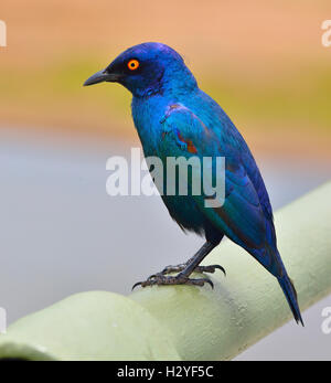 Der glänzend blaue Starling, Cape Glossy Starling (Lamprotornis nitens), der auf einer Schiene eines Brückenkruger-Nationalparks in Südafrika sitzt Stockfoto