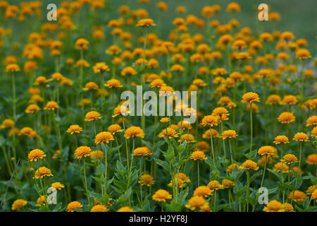 Heliopsis Helianthoides Asahii Blumen glatt rauhe Oxeye falsche Sonnenblume Stockfoto