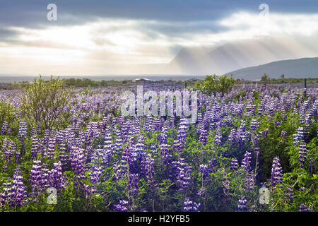 Wilde Naturlandschaft von Süd-Island mit lila Lupinen Blumen und dramatischen Blick auf Berge Stockfoto