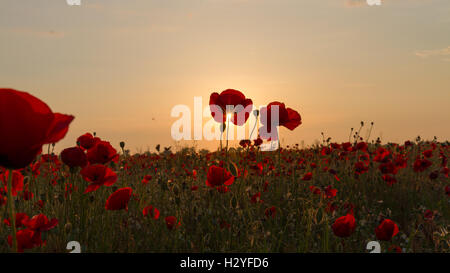 blühende Feld von Mohn in die Strahlen der Sonne bei Sonnenuntergang Stockfoto