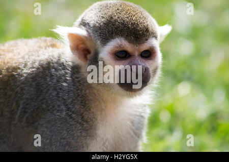 Totenkopfäffchen im Yorkshire Wildlife Park genommen Stockfoto