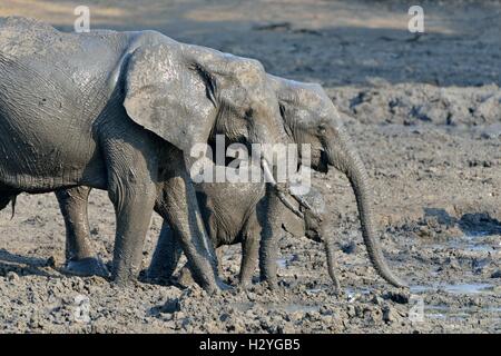 Schlamm bedeckt, afrikanischen Elefanten (Loxodonta Africana), Elefantenfamilie, Baby-Elefant, Kanga Wasserloch, Mana Pools Nationalpark Stockfoto